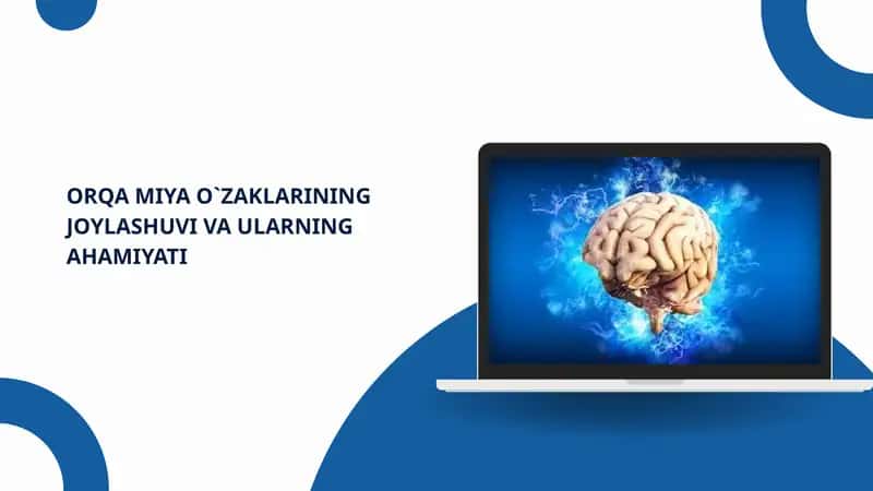 Orqa Miya O‘zaklarining Joylashuvi va Ularning Ahamiyati