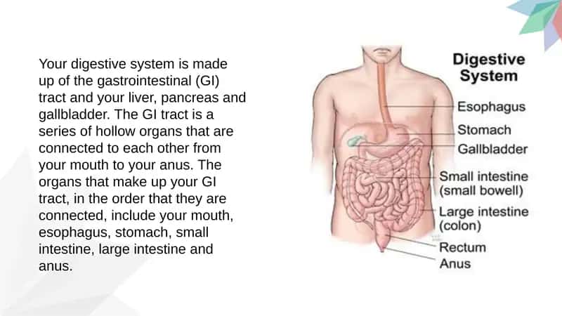 Digestive System