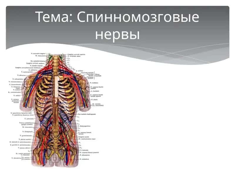 Спинномозговые нервы