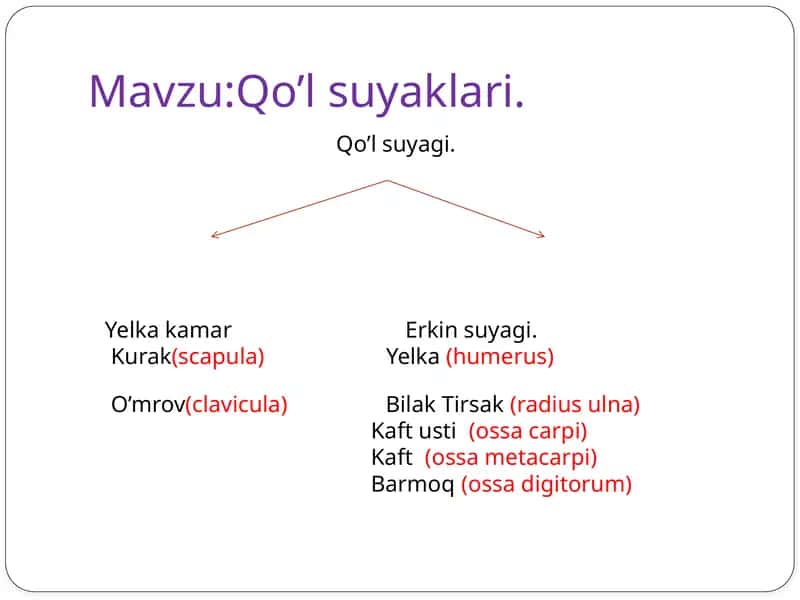 Qo’l suyaklari
