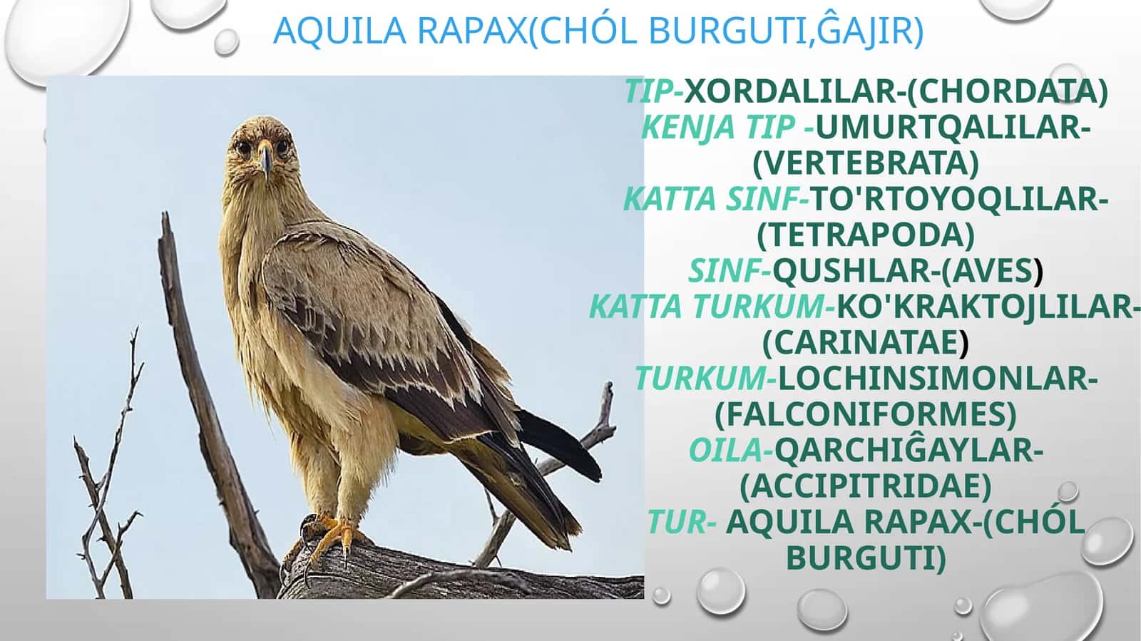 Aquila rapax (Chól burguti, ĝajir)