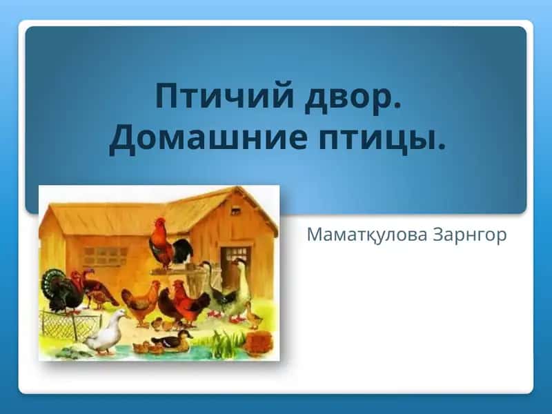 Домашняя утка