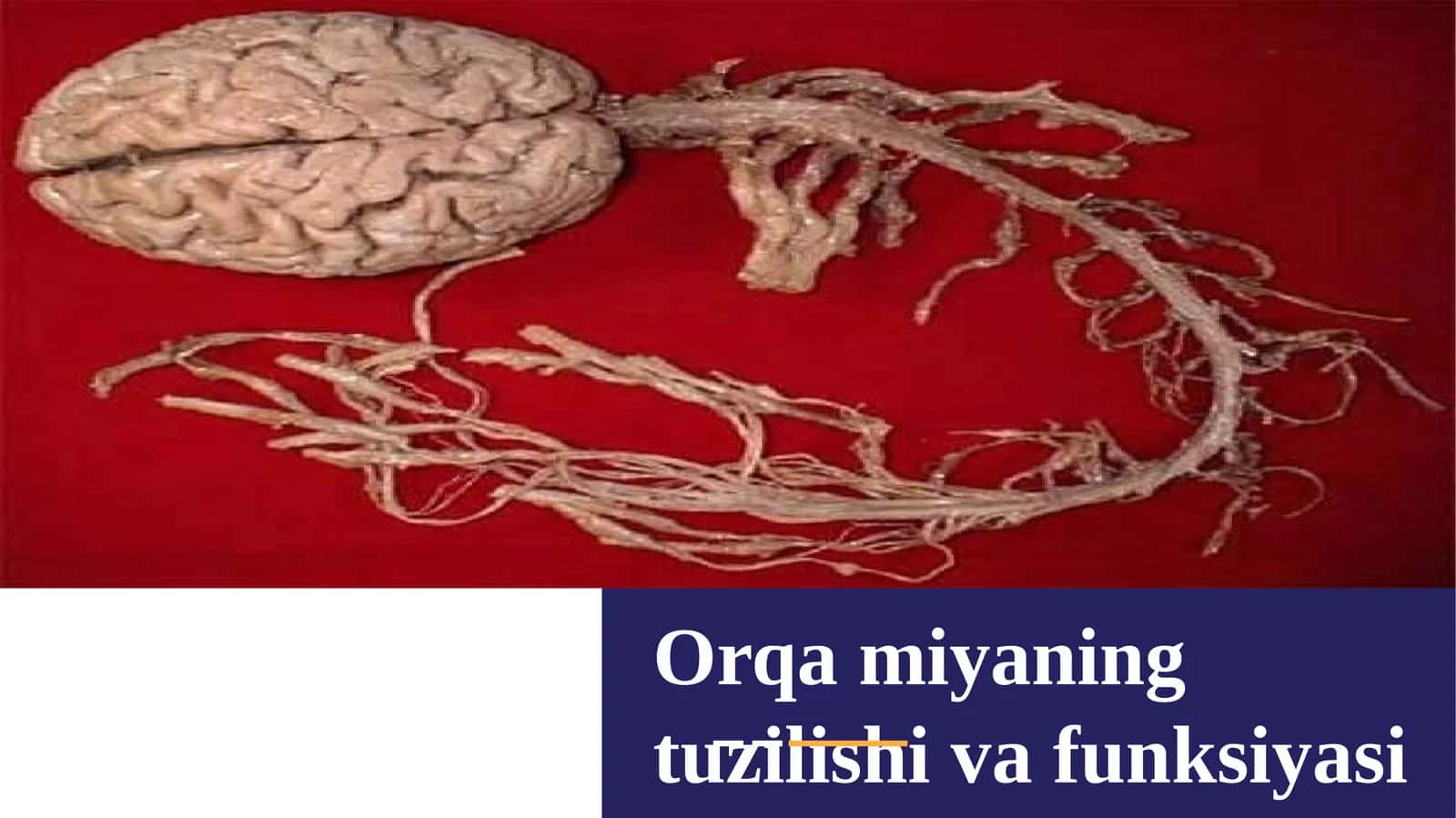 Orqamiyaningtuzilishivafunksiyasi