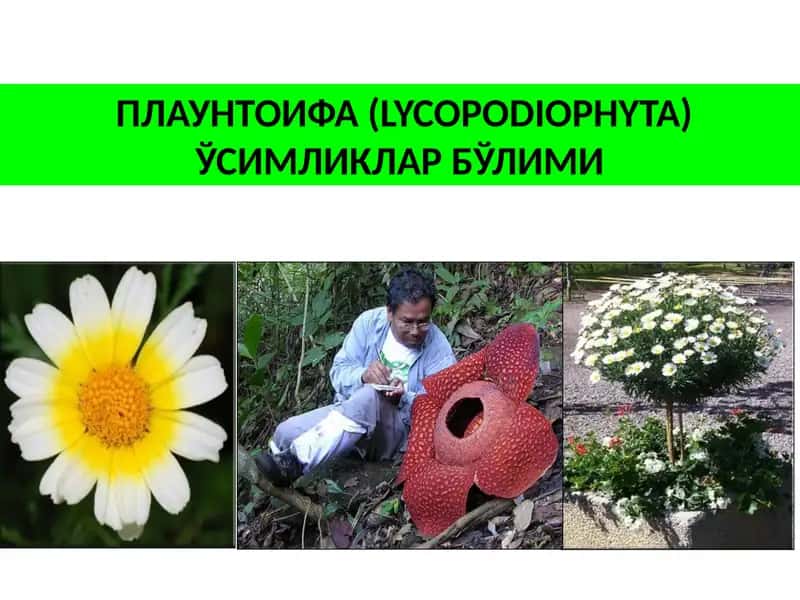 ПЛАУНТОИФА (LYCOPODIOPHYTA) ЎСИМЛИКЛАР БЎЛИМИ