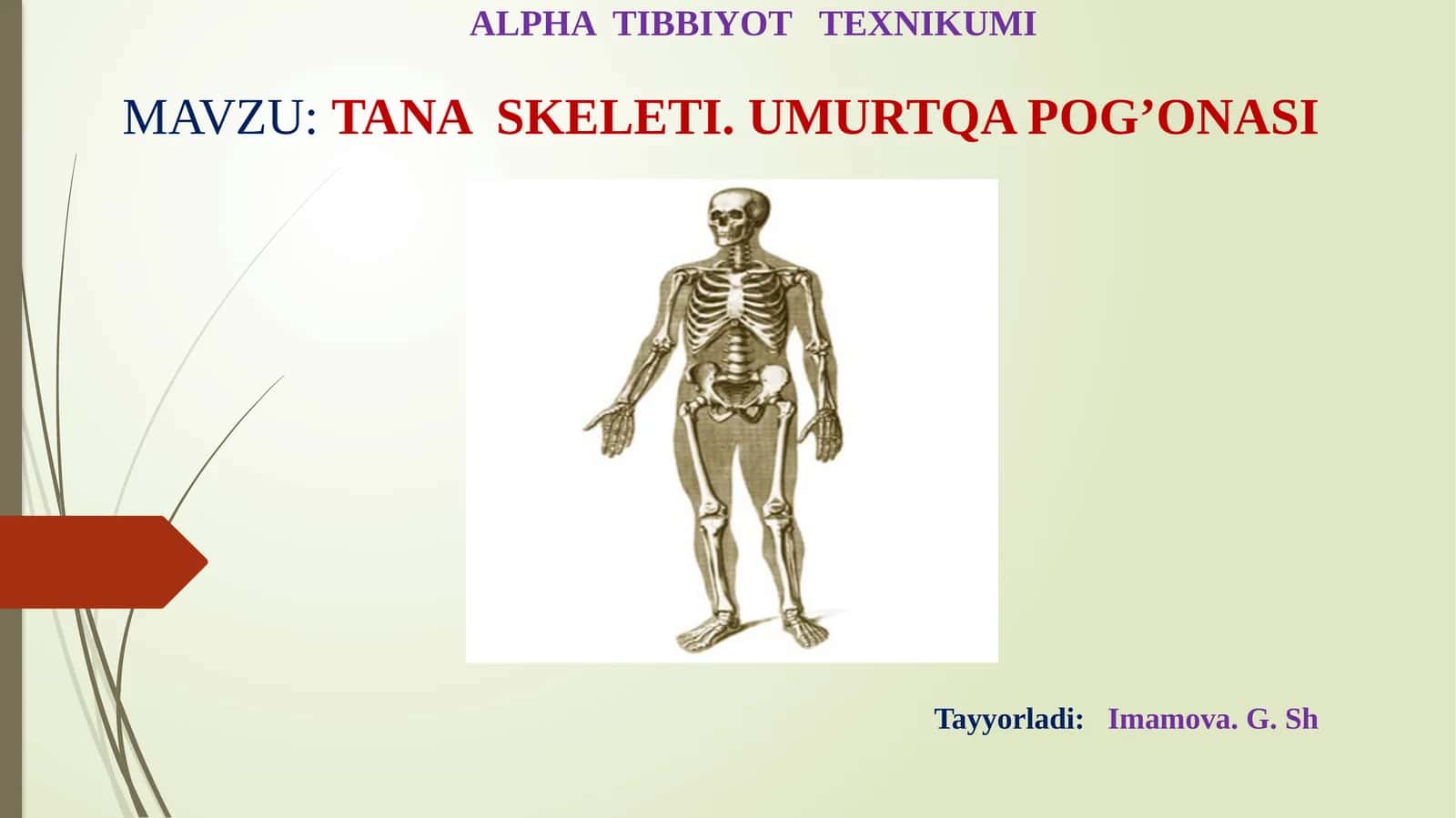 TANA SKELETI. UMURTQA POG’ONASI
