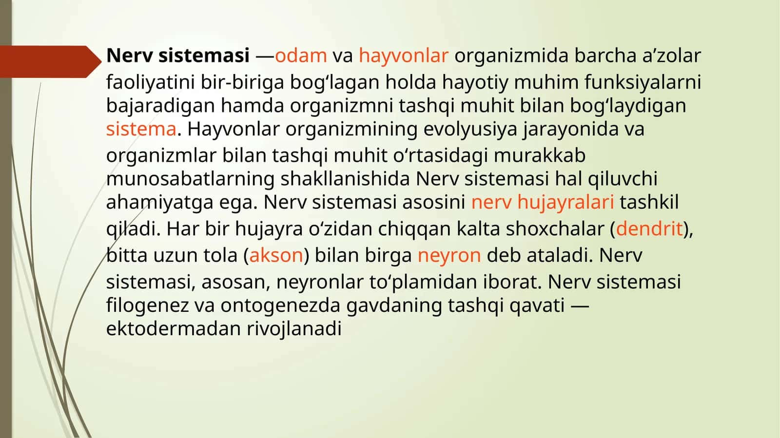 Nerv sistemasining rivojlanishi