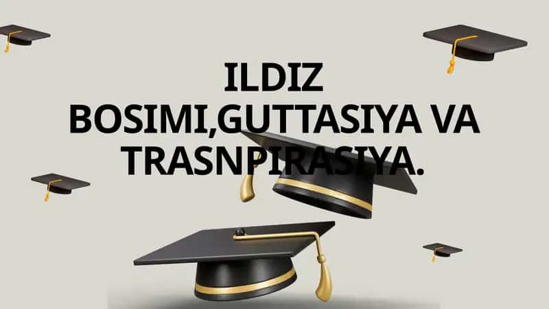 Ildiz Bosimi