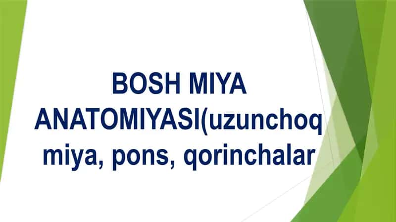 BOSH MIYA ANATOMIYASI (uzunchoq miya, pons, qorinchalar) Бош мия аратомияси узунчок мия понс коринчалар