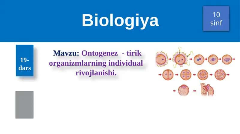 Ontogenez - tirik organizmlarning individual rivojlanishi
