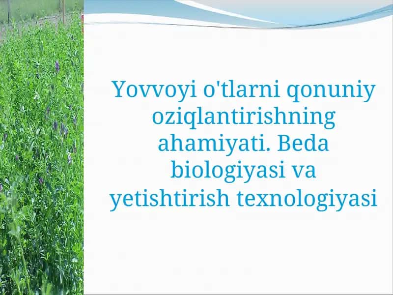 YeM - XAShAK O‘TLARNING AHAMIYaTI
