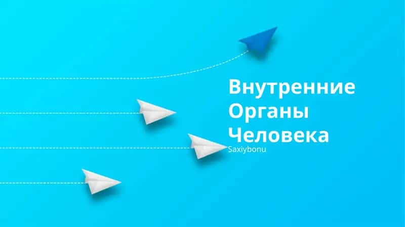 Внутренние Органы Человека