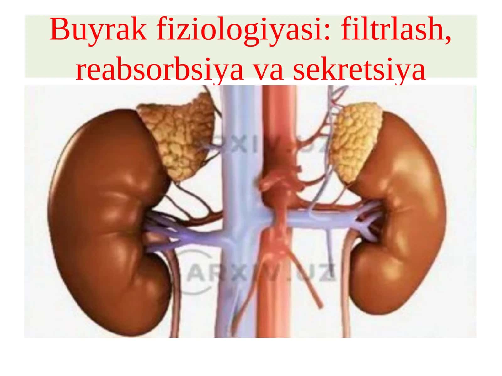 Buyrakfiziologiyasi: filtrlash, reabsorbsiya va sekretsiya