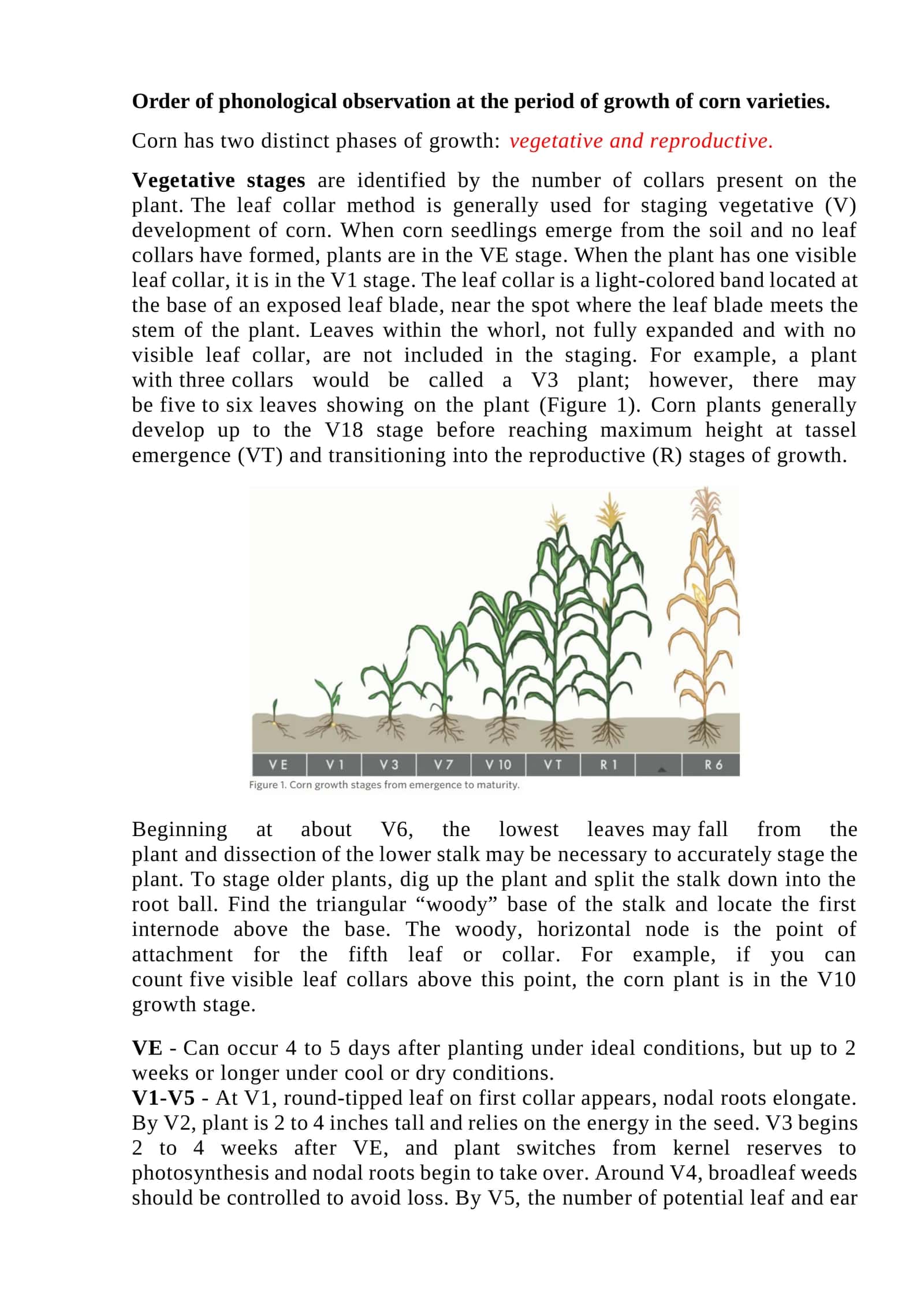 Order of phonological observation at the period of growth of corn varieties