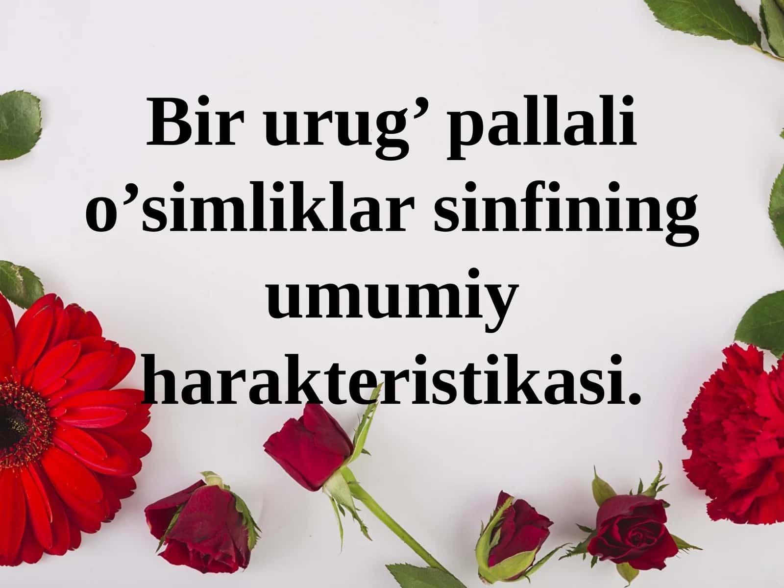 Bir urug’ pallali o’simliklar sinfining umumiy harakteristikasi.