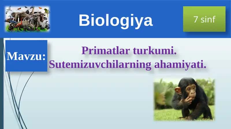 Primatlarturkumi