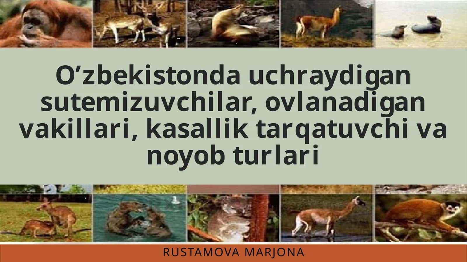 Oʻzbekistonda uchraydigan sutemizuvchilar ,ovlanadigan vakillari, kasallik tarqatuvchi va noyob turlari