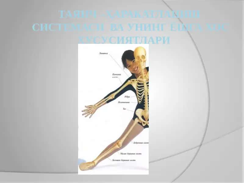 Таянч –ҳаракатланиш системаси ва унинг ёшга хос хусусиятлари