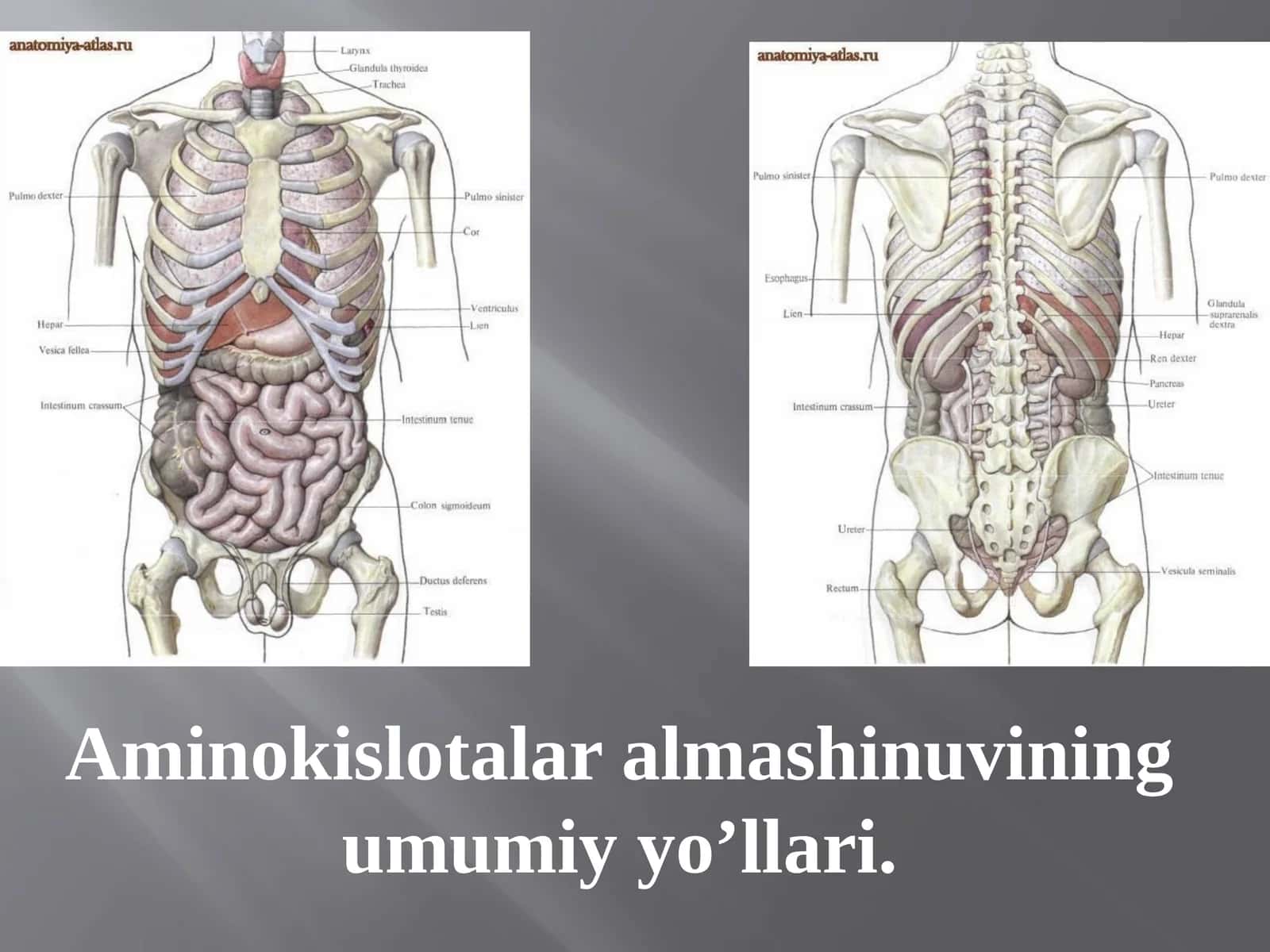 Aminokislotalar almashinuvining umumiy yo’llari