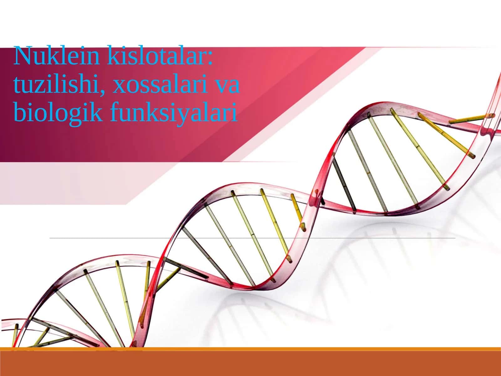 Nuklein kislotalar: tuzilishi, xossalari va biologik funksiyalari