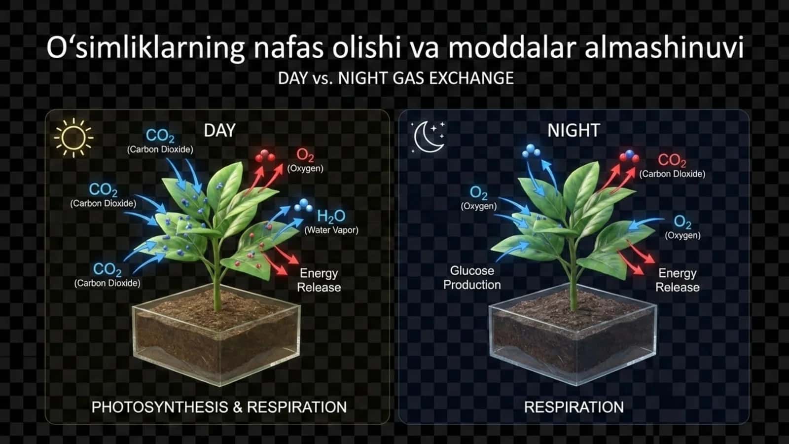 O'simliklarning nafas olishi va moddalar almashinuvi