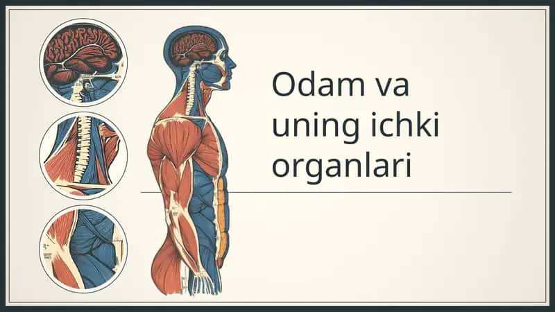 Odam va uning ichki organlari