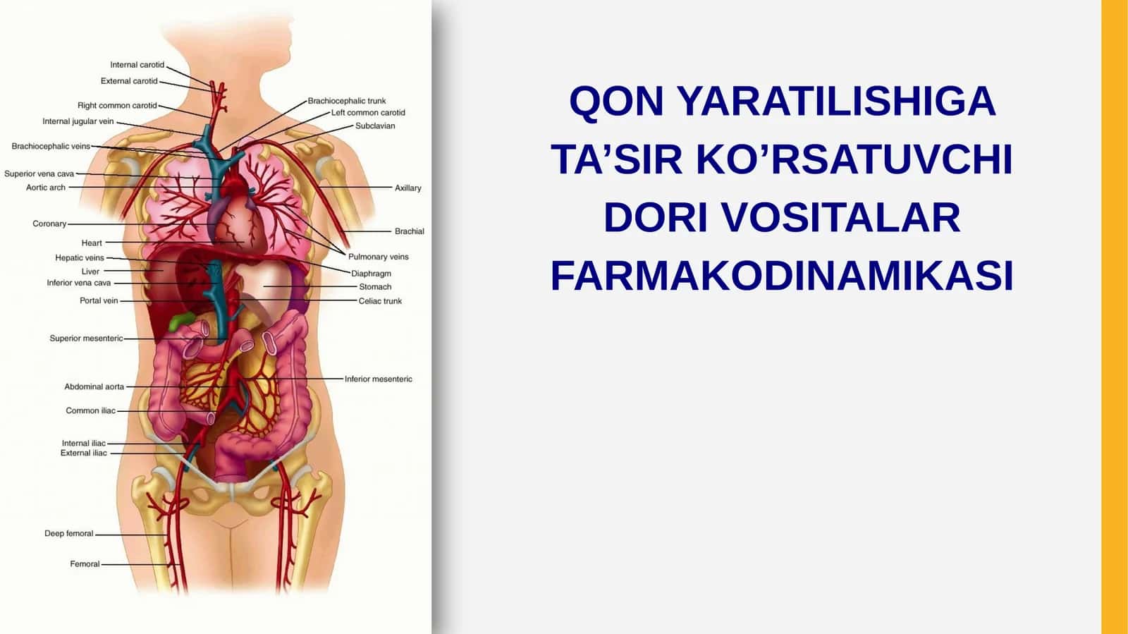 QON YARATILISHIGA TA’SIR KO’RSATUVCHI DORIVOSITALARFARMAKODINAMIKASI