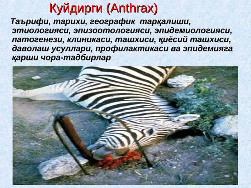 Куйдирги(Anthrax)