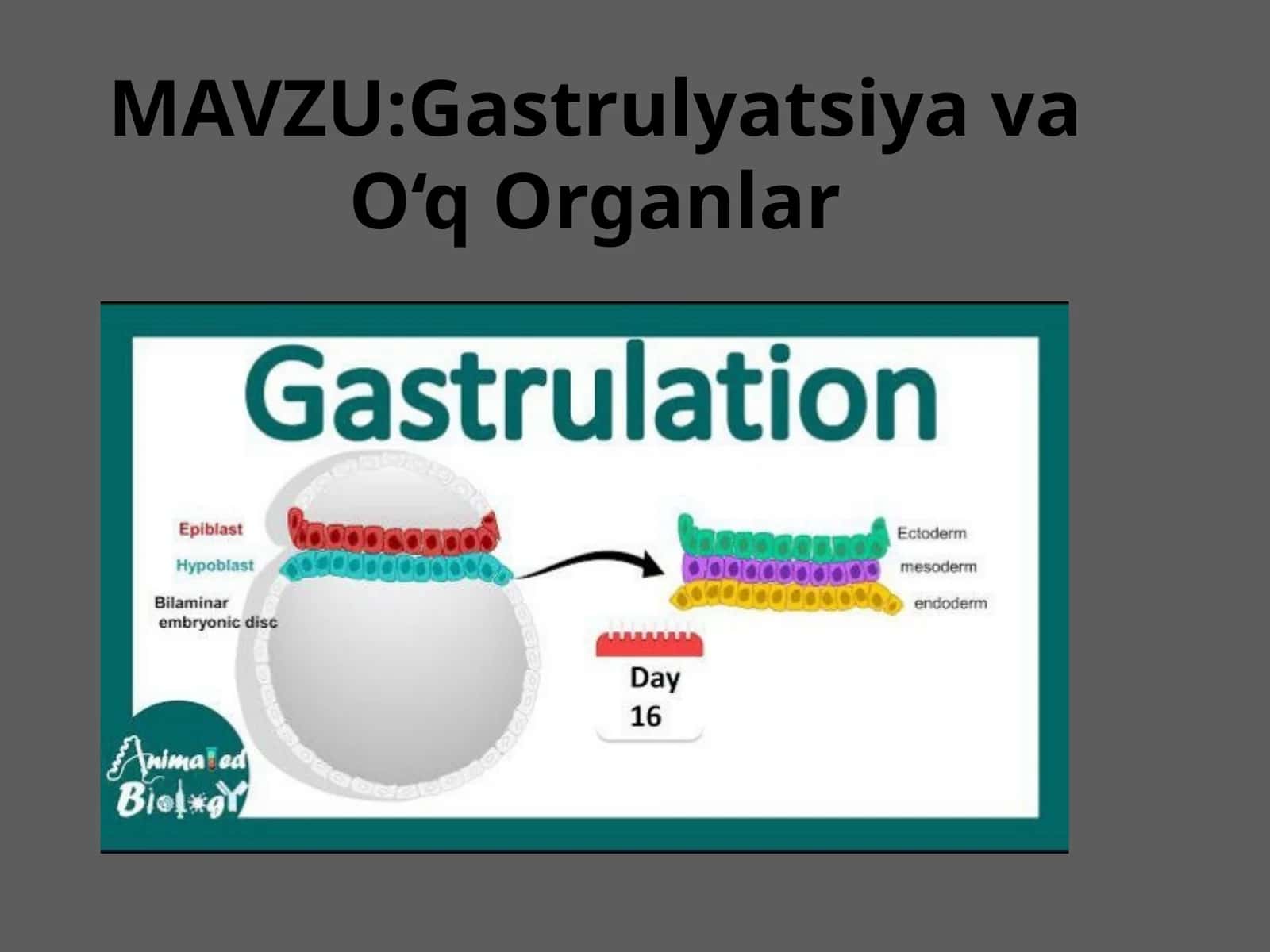 Gastrulyatsiya va O‘q Organlar