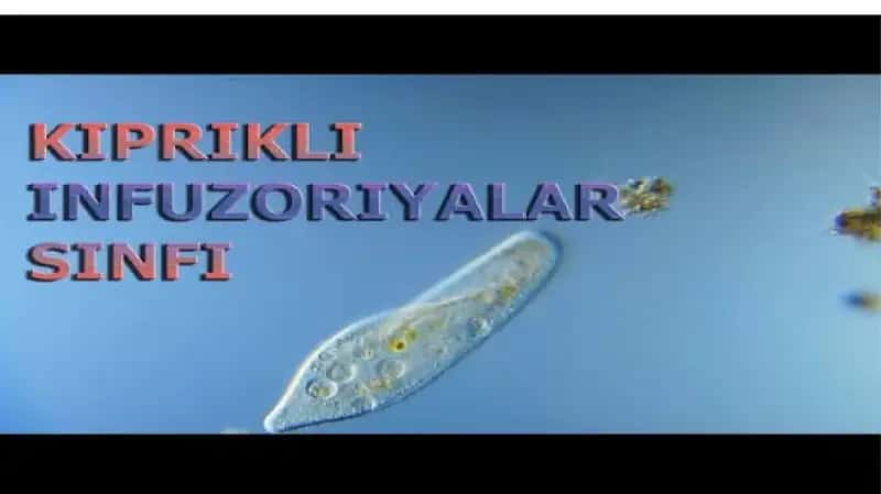 KIPRIKLI INFUZORIYALAR SINFI