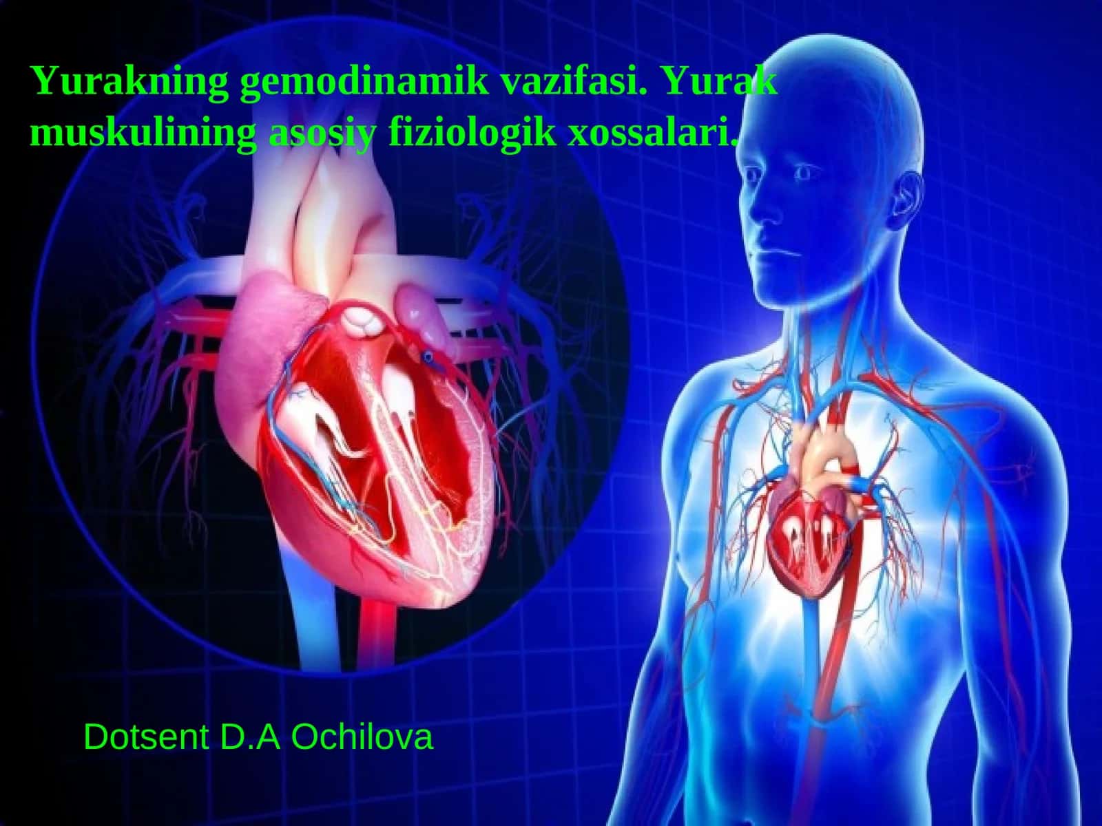 Yurakning gemodinamik vazifasi