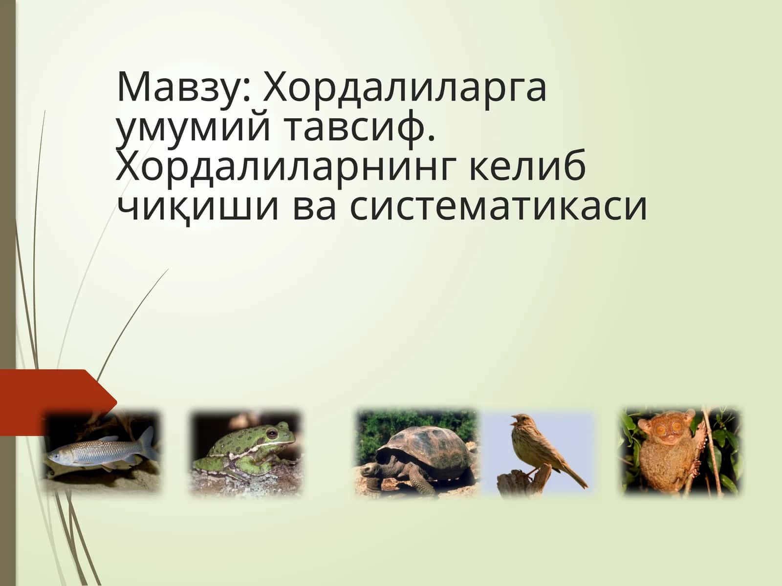 Хордалиларга умумий тавсиф. Хордалиларнинг келиб чиқиши ва систематикаси