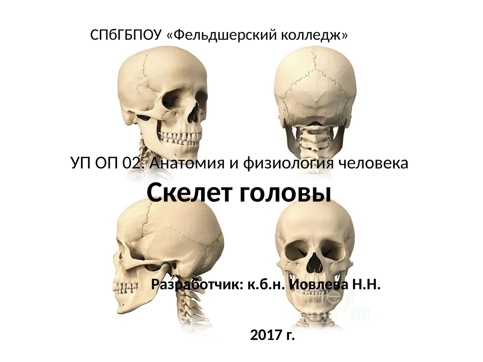 Анатомия и физиология человекаСкелет головы