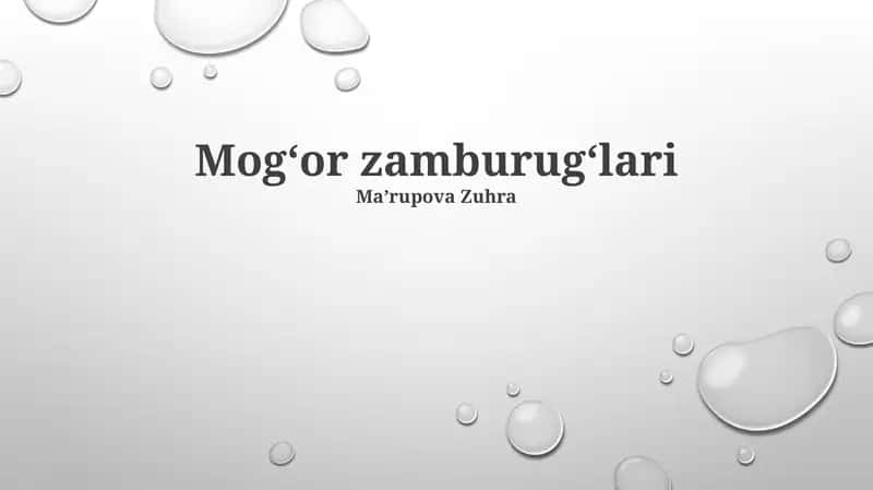 Mogʻor zamburugʻlari