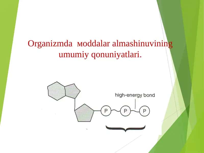 Organizmda moddalar almashinuvi (mətabolizm)