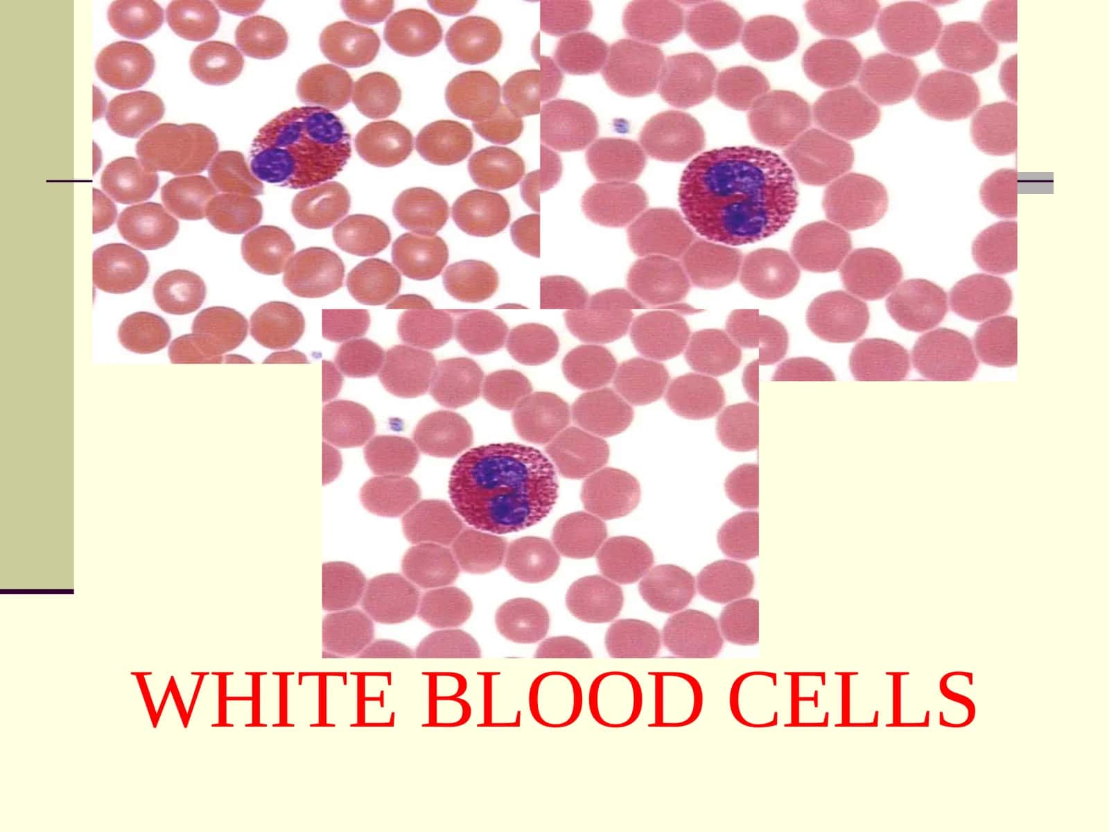 LEUCOCYTE FORMULA