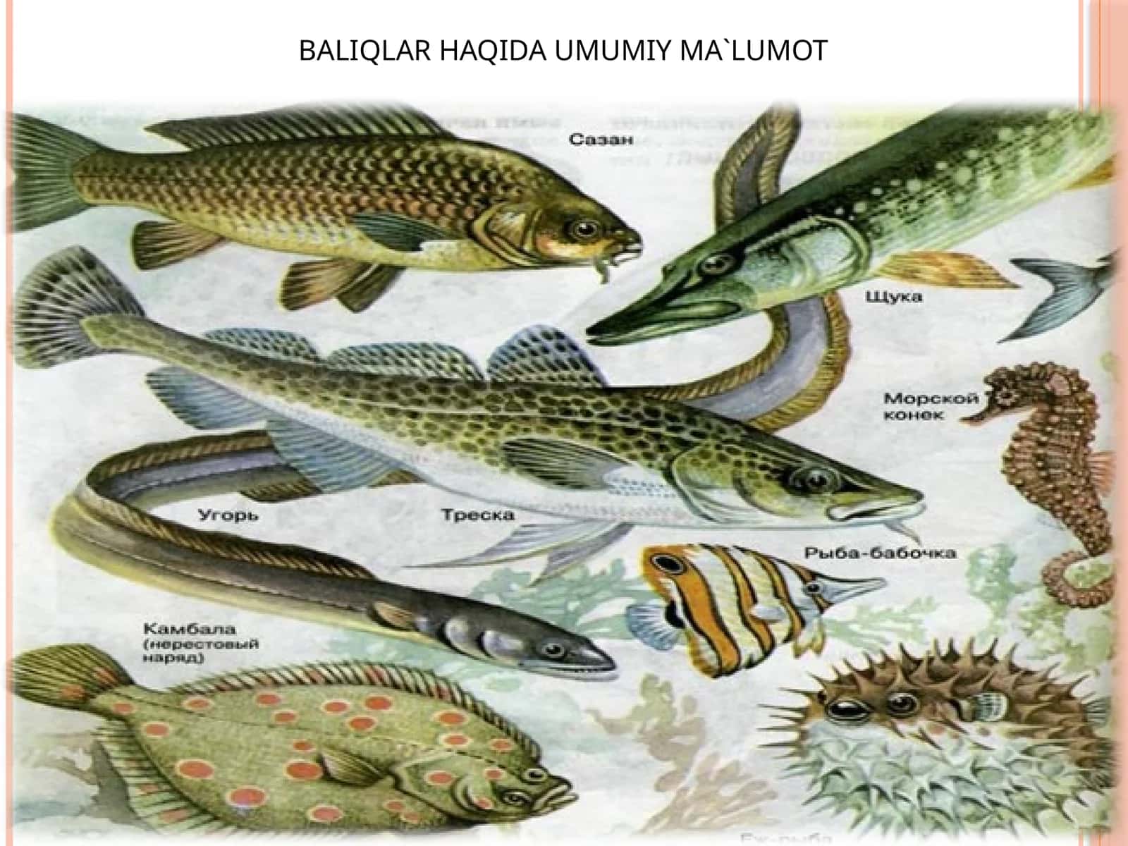 Baliqlar haqida umumiy ma'lumot