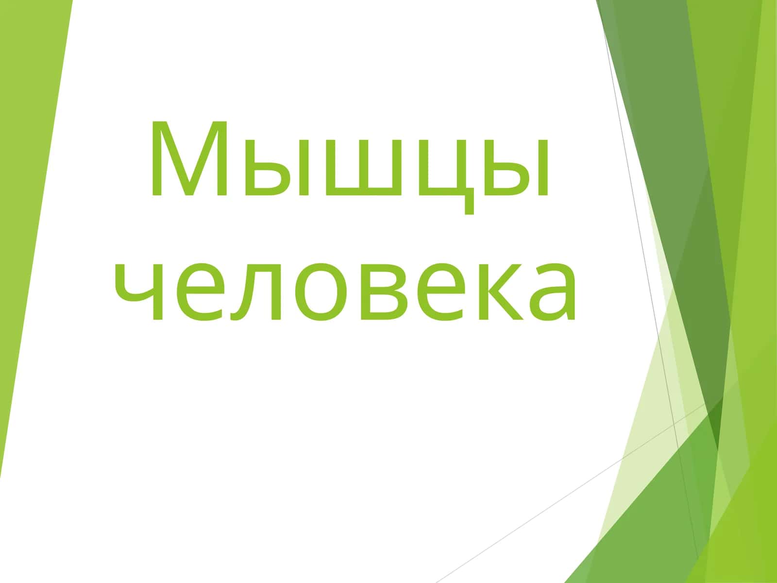 Мышцы человека