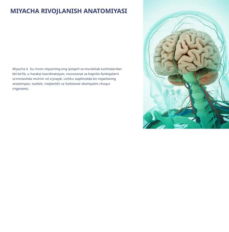 MIYACHA RIVOJLANISH ANATOMIYASI