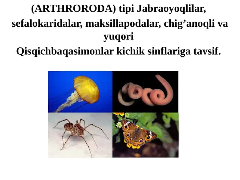 (ARTHRORODA) tipi Jabraoyoqlilar, sefalokaridalar, maksillapodalar, chig’anoqli va yuqori Qisqichbaqasimonlar