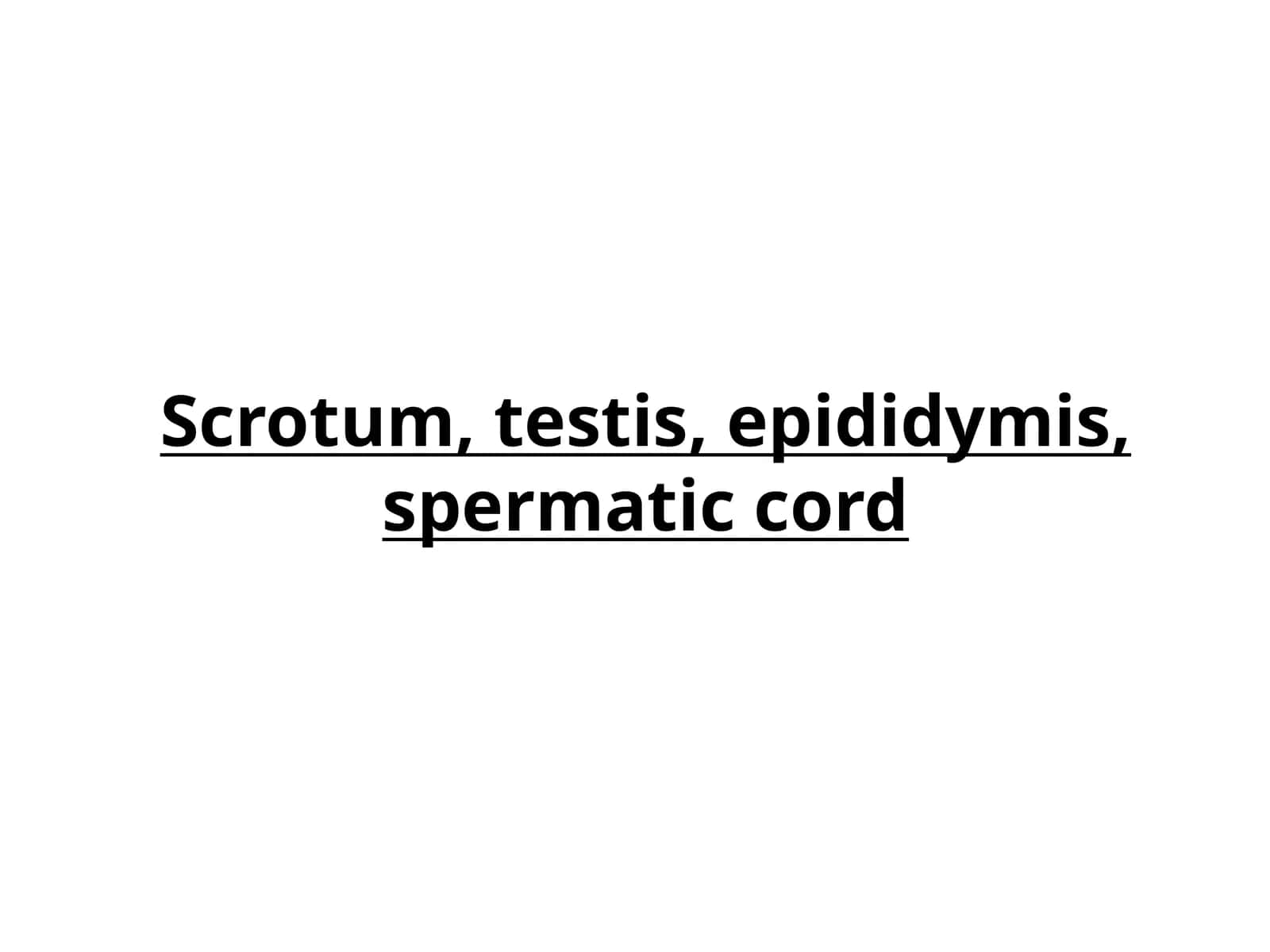 Scrotum, testis, epididymis, spermatic cord