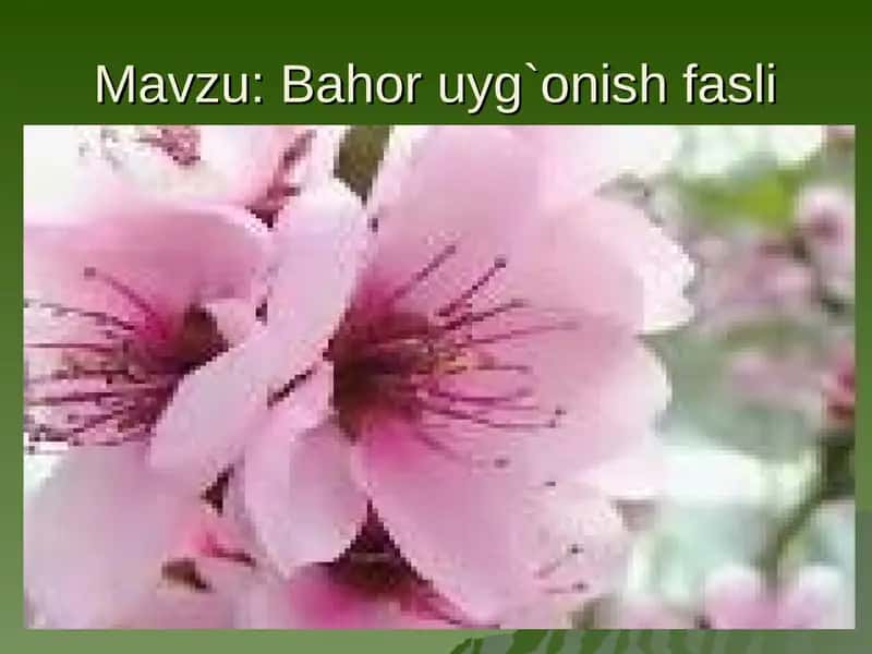 Bahor