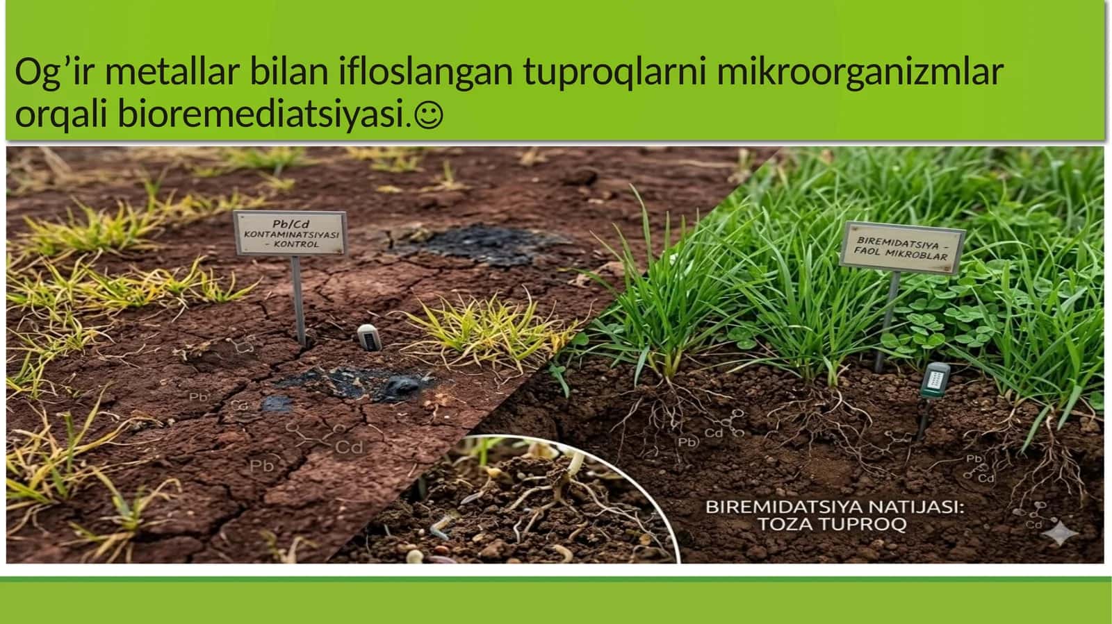 Og’irmetallar bilan ifloslangan tuproqlarni mikroorganizmlar orqali bioremediatsiyasi