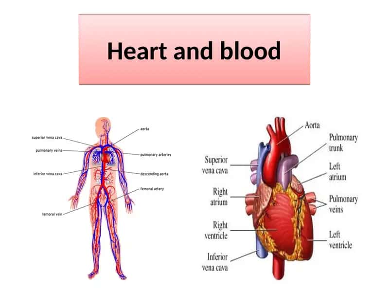 Cardiovascular System