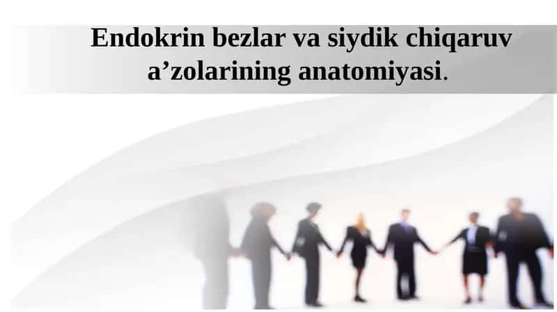 Endokrin bezlar va siydik chiqaruv a’zolarining anatomiyasi.
