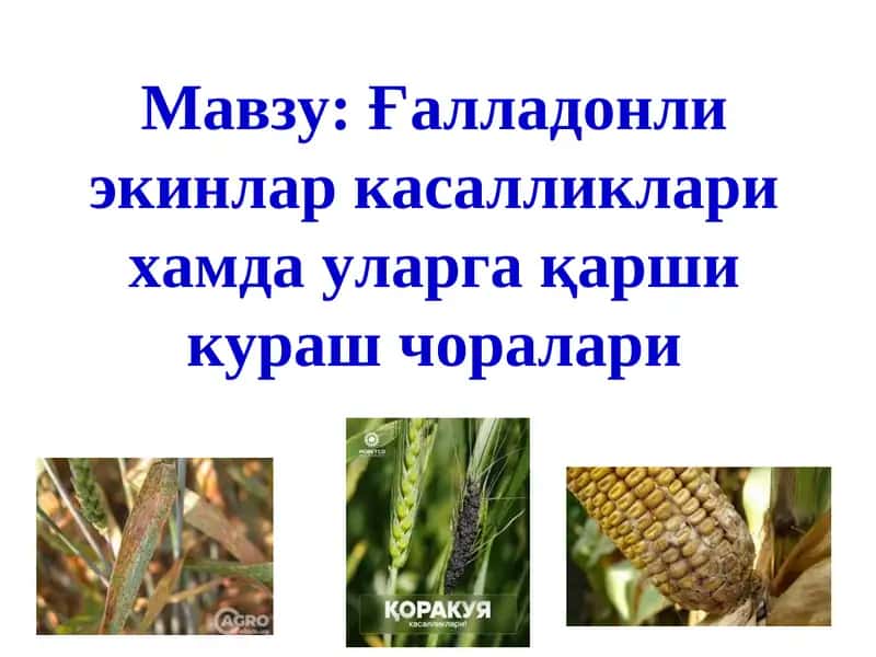 Ғалладонли экинлар касалликлари хамда уларга қарши кураш чоралари