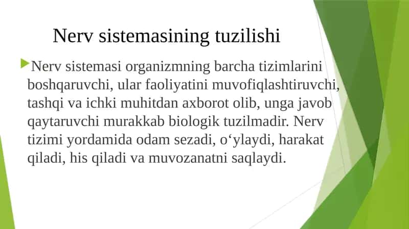 Nervsistemasining tuzilishi