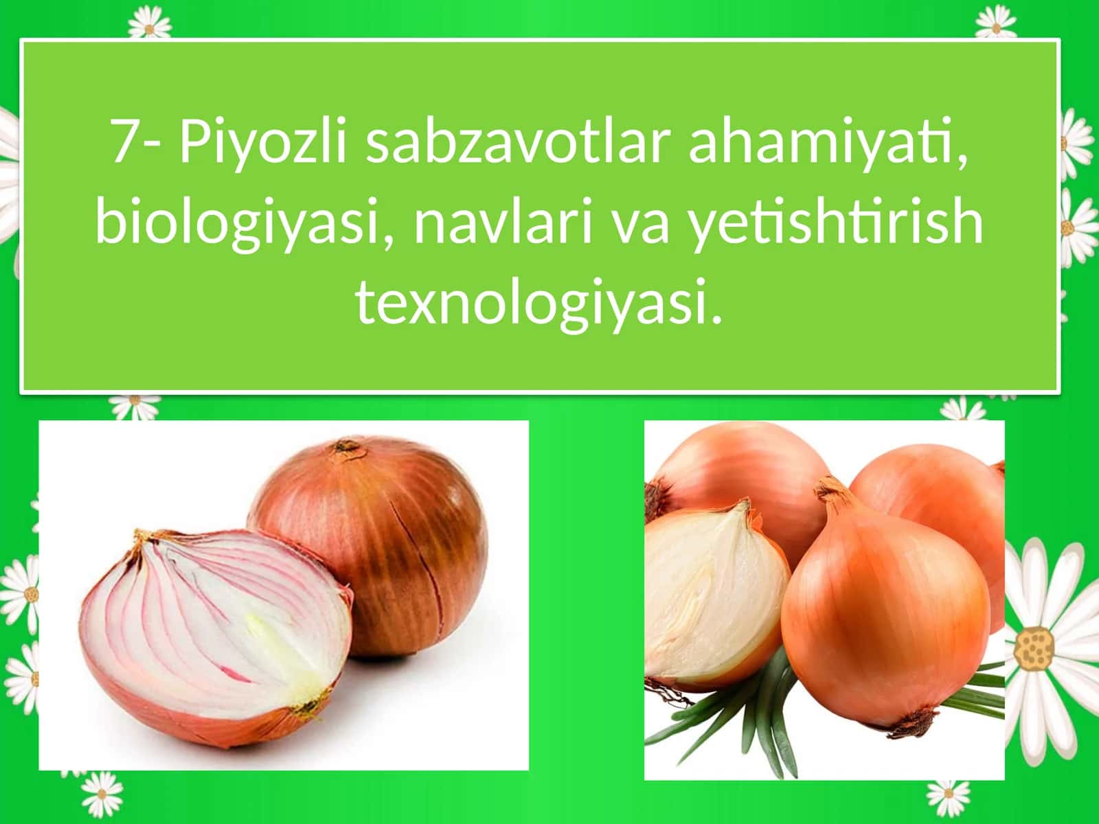 Piyozli sabzavotlar ahamiyati, biologiyasi, navlari va yetishtirish texnologiyasi