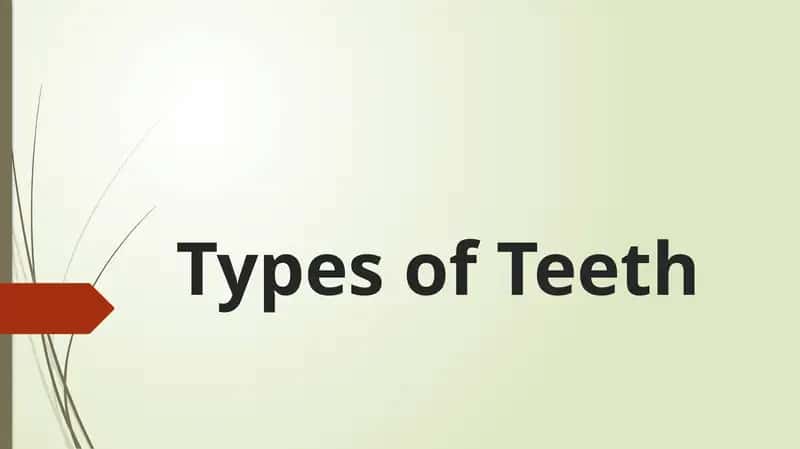 Types of Teeth