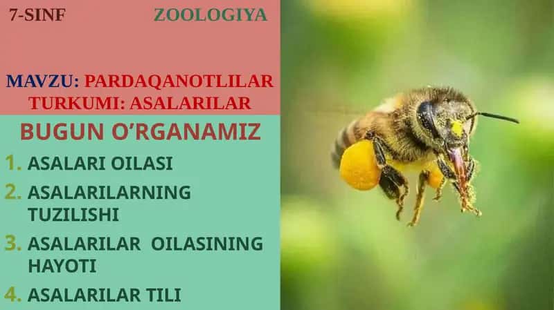 PARDAQANOTLILAR TURKUMI: ASALARILAR