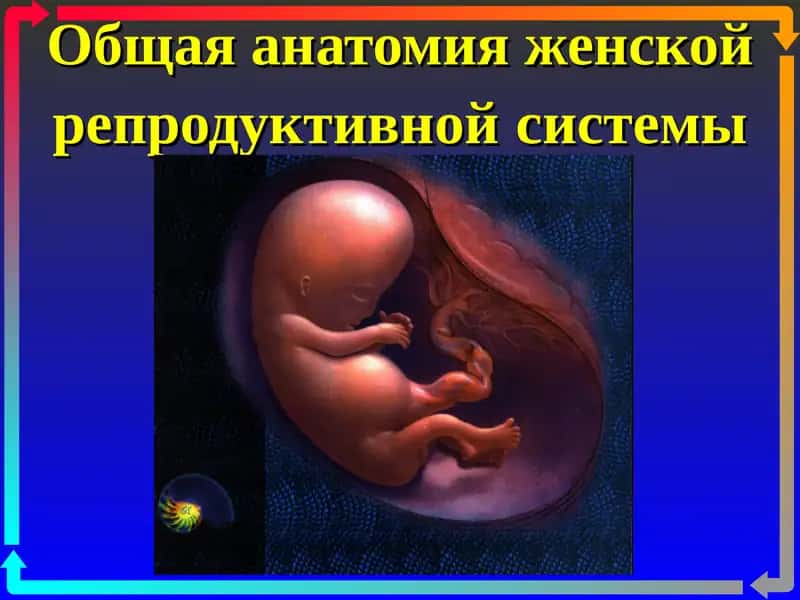 Общая анатомия женской репродуктивной системы